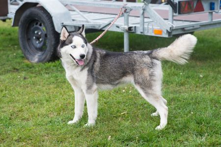 Неймовірна Люмі шукає родину 🏡