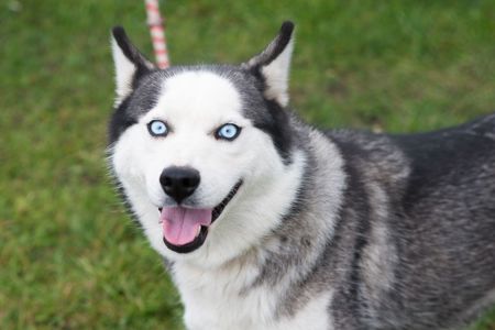 Неймовірна Люмі шукає родину 🏡