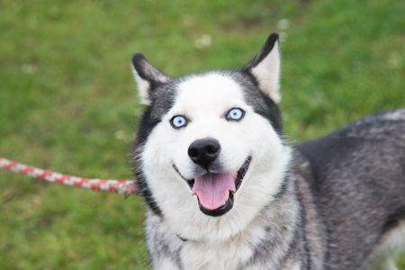 Неймовірна Люмі шукає родину 🏡