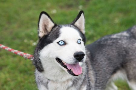 Неймовірна Люмі шукає родину 🏡