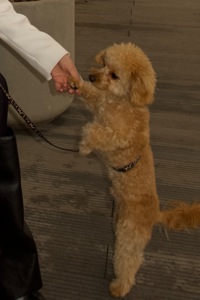 Терміново продається той пудель хлопчик