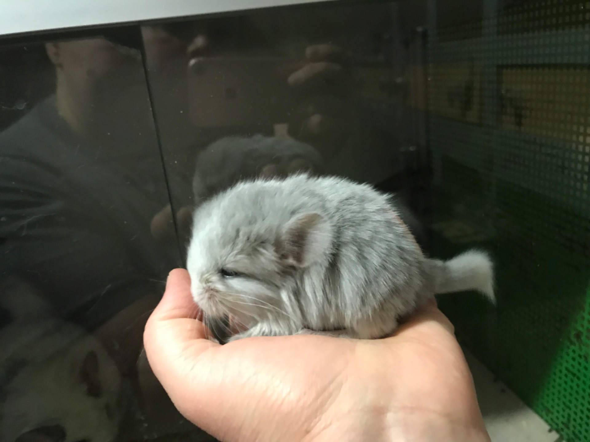 Дівчинка шиншила біла фіолетова ебоні носійка ангори та сапфіру