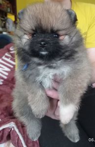 Маленькі померашки