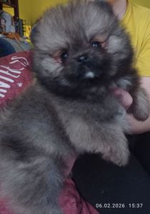 Маленькі померашки