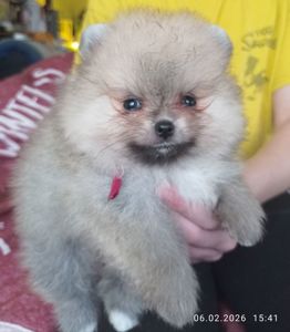 Маленькі померашки