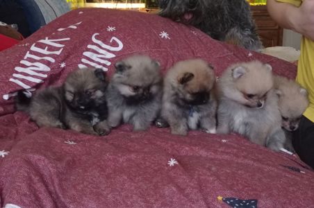 Маленькі померашки