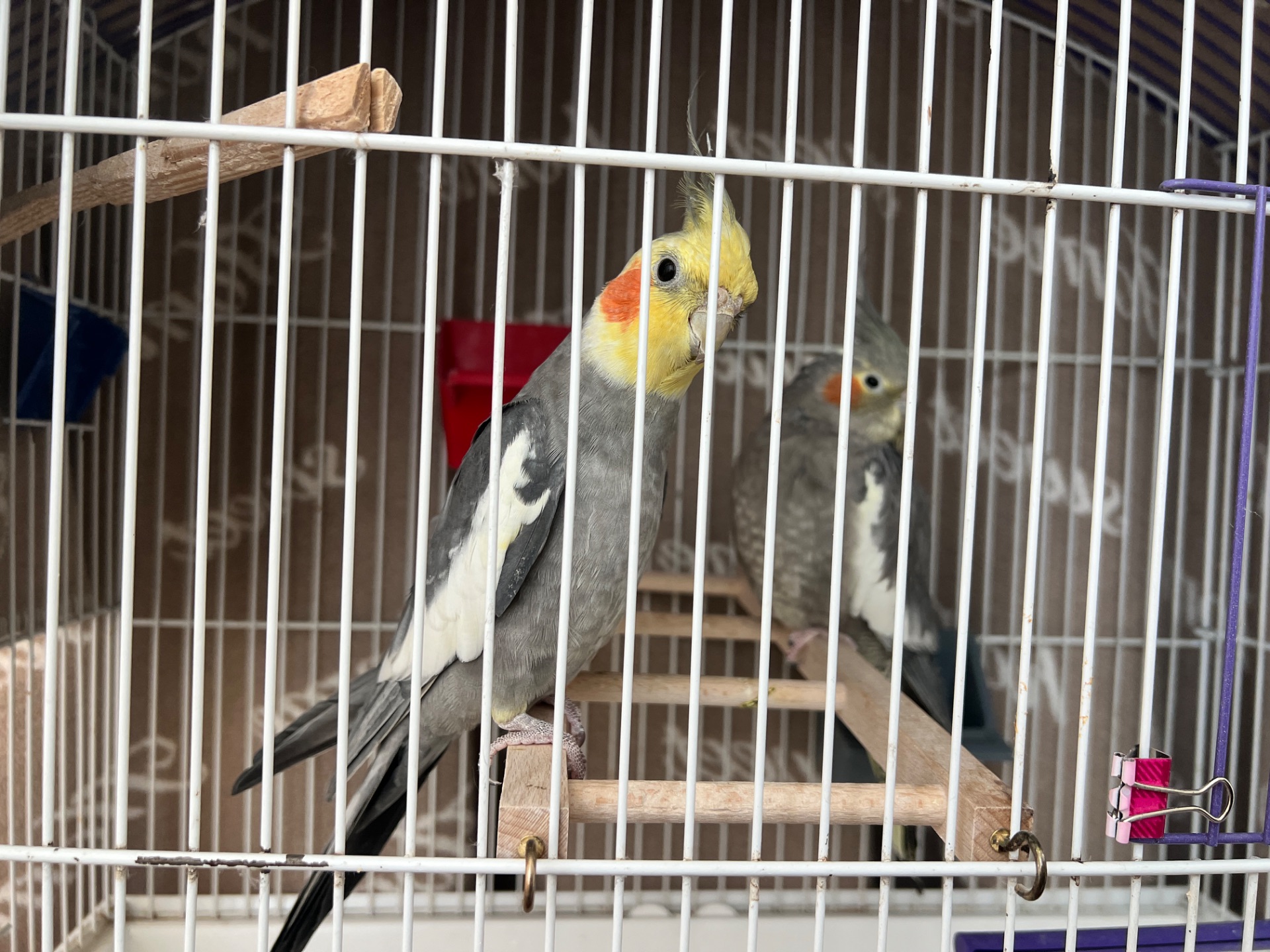 Самка та самець корели в люблячі руки