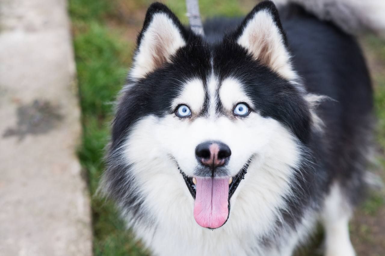 Гром шукає дім 🐾💙 Хаскі, хлопчик, приблизно 3 роки 🐺