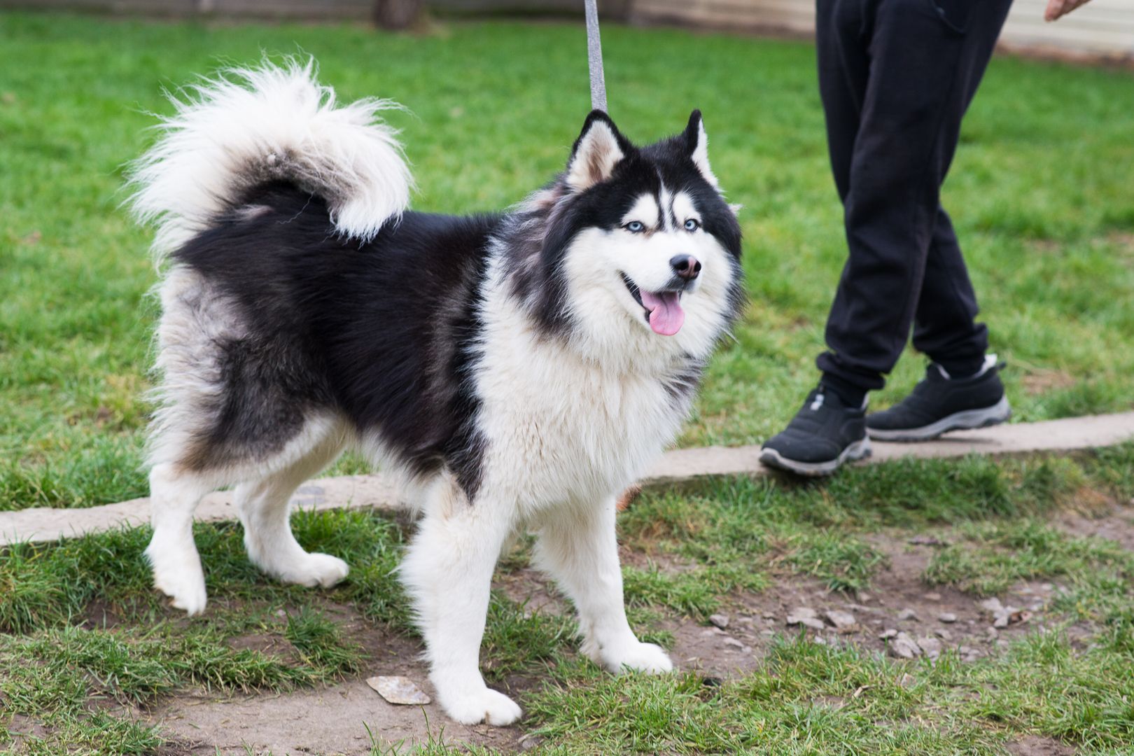 Гром шукає дім 🐾💙 Хаскі, хлопчик, приблизно 3 роки 🐺