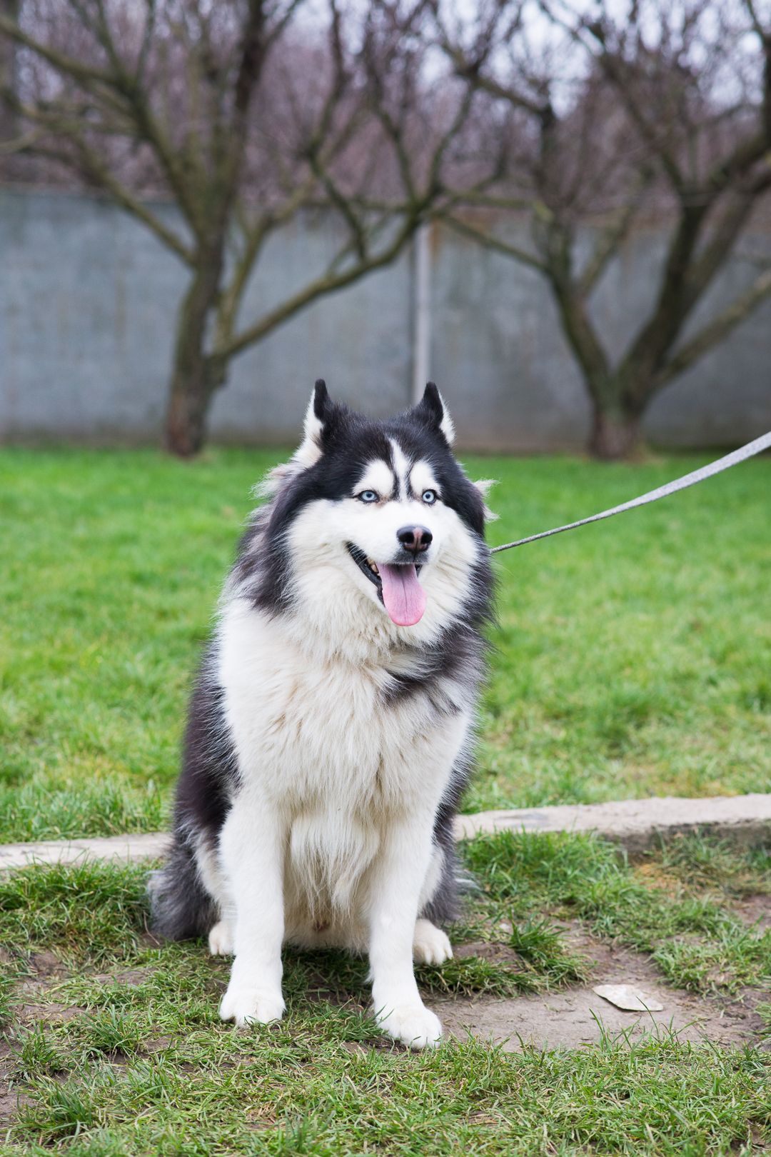 Гром шукає дім 🐾💙 Хаскі, хлопчик, приблизно 3 роки 🐺