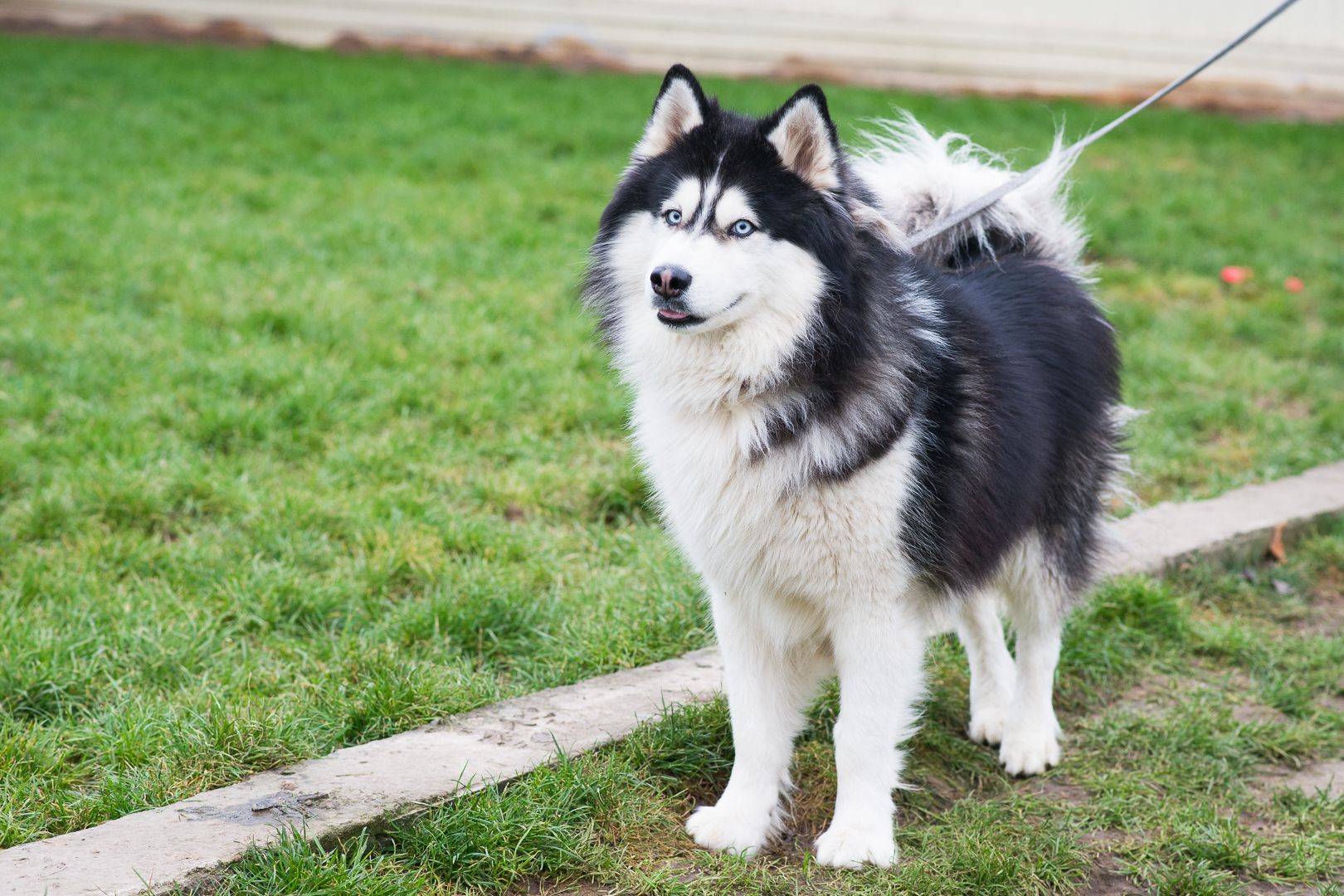 Гром шукає дім 🐾💙 Хаскі, хлопчик, приблизно 3 роки 🐺