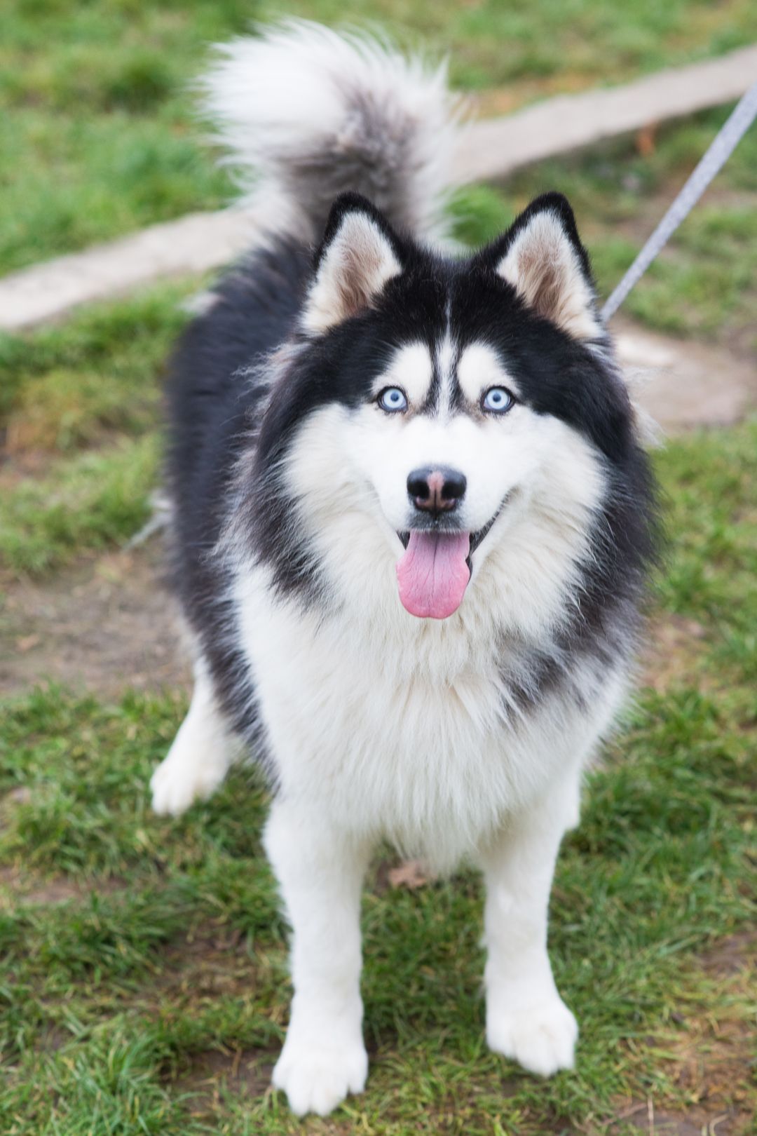 Гром шукає дім 🐾💙 Хаскі, хлопчик, приблизно 3 роки 🐺