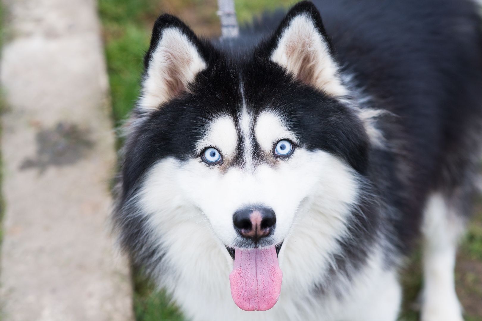Гром шукає дім 🐾💙 Хаскі, хлопчик, приблизно 3 роки 🐺