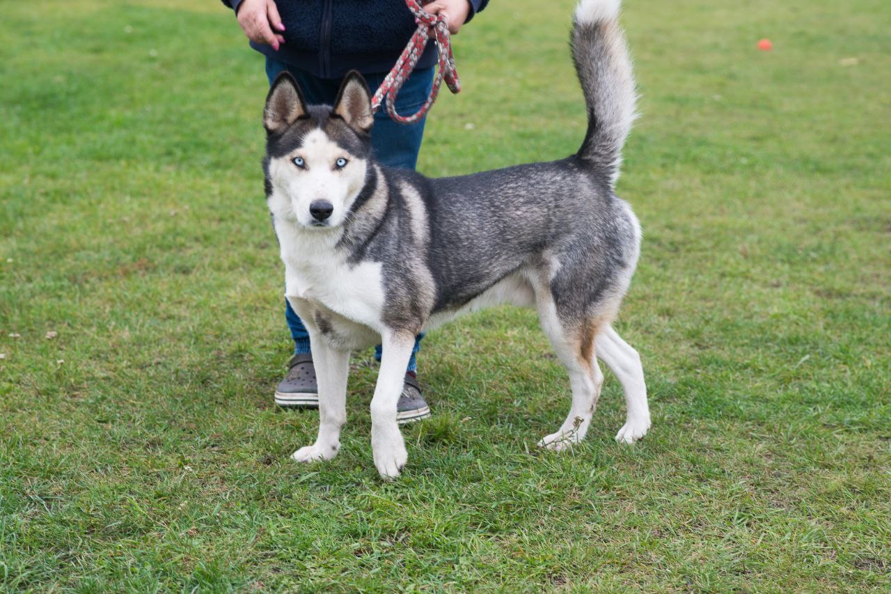 Красень Хаскі Айдар