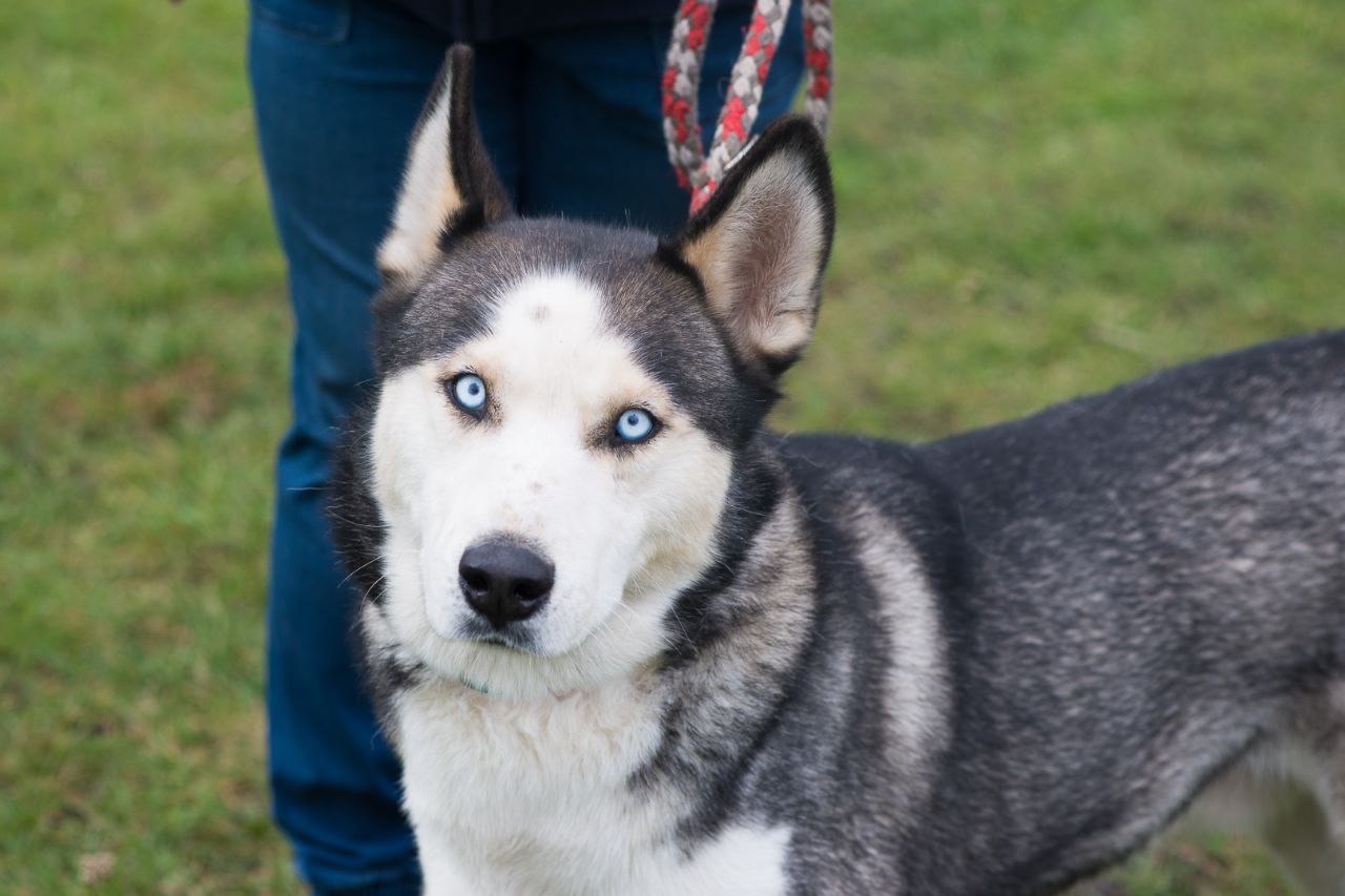Красень Хаскі Айдар