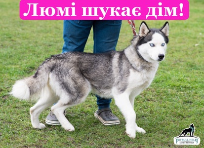 Хаскі Люмі потрібен дім