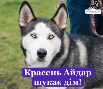 Красень Хаскі Айдар