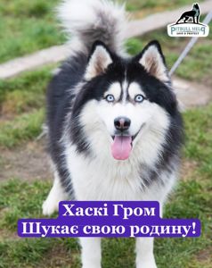 Гром шукає дім 🐾💙 Хаскі, хлопчик, приблизно 3 роки 🐺