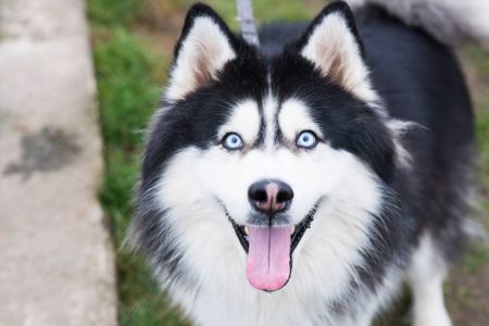 Гром шукає дім 🐾💙 Хаскі, хлопчик, приблизно 3 роки 🐺