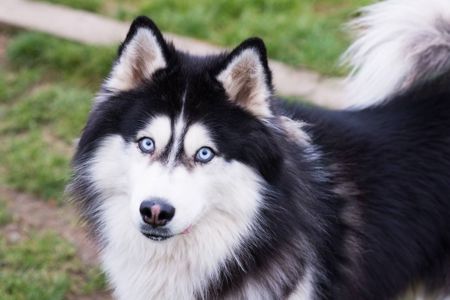 Гром шукає дім 🐾💙 Хаскі, хлопчик, приблизно 3 роки 🐺