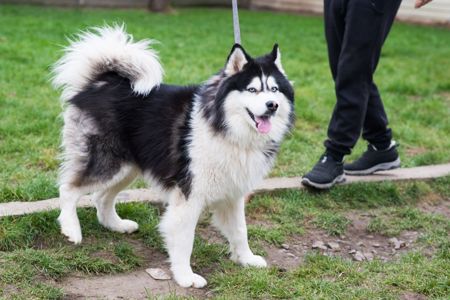 Гром шукає дім 🐾💙 Хаскі, хлопчик, приблизно 3 роки 🐺