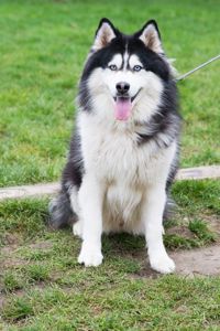 Гром шукає дім 🐾💙 Хаскі, хлопчик, приблизно 3 роки 🐺