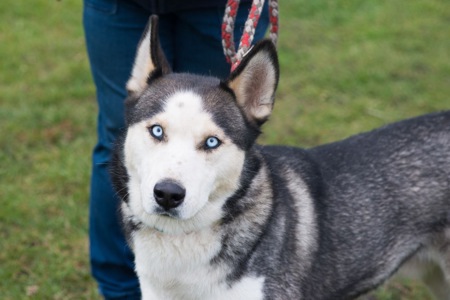 Красень Хаскі Айдар