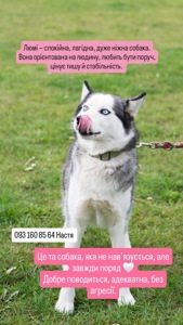 Хаскі Люмі потрібен дім