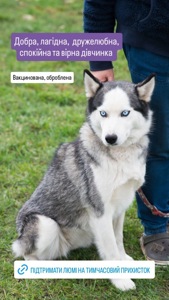 Хаскі Люмі потрібен дім