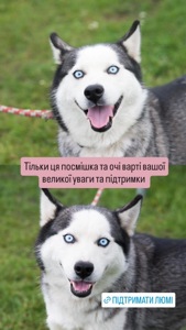 Хаскі Люмі потрібен дім