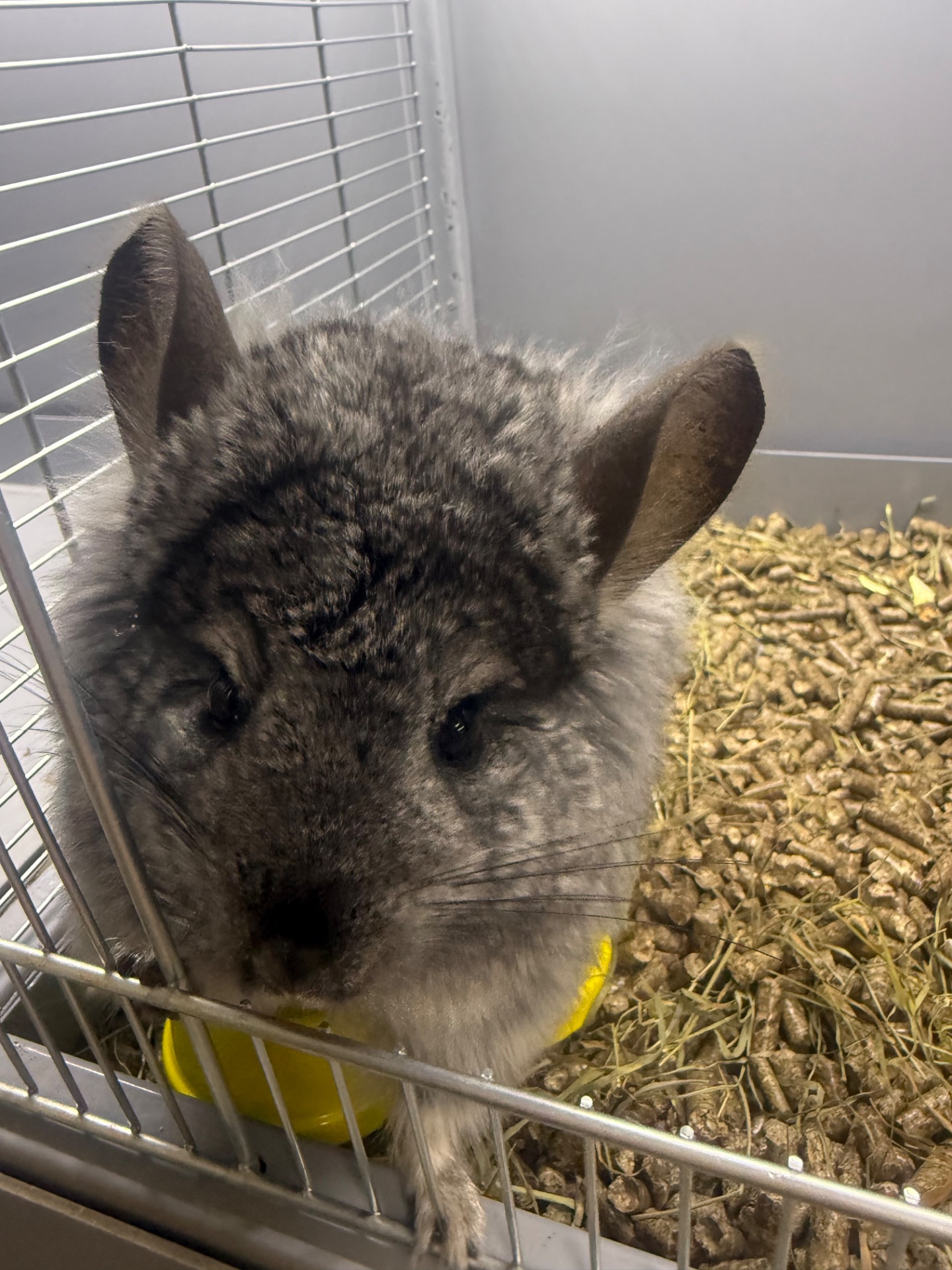 Шиншила хлопчики та дівчатка сірі, білі, бежеві, шоколадні