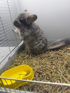 Шиншила хлопчики та дівчатка сірі, білі, бежеві, шоколадні