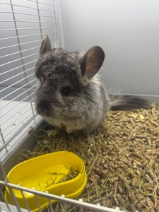 Шиншила хлопчики та дівчатка сірі, білі, бежеві, шоколадні