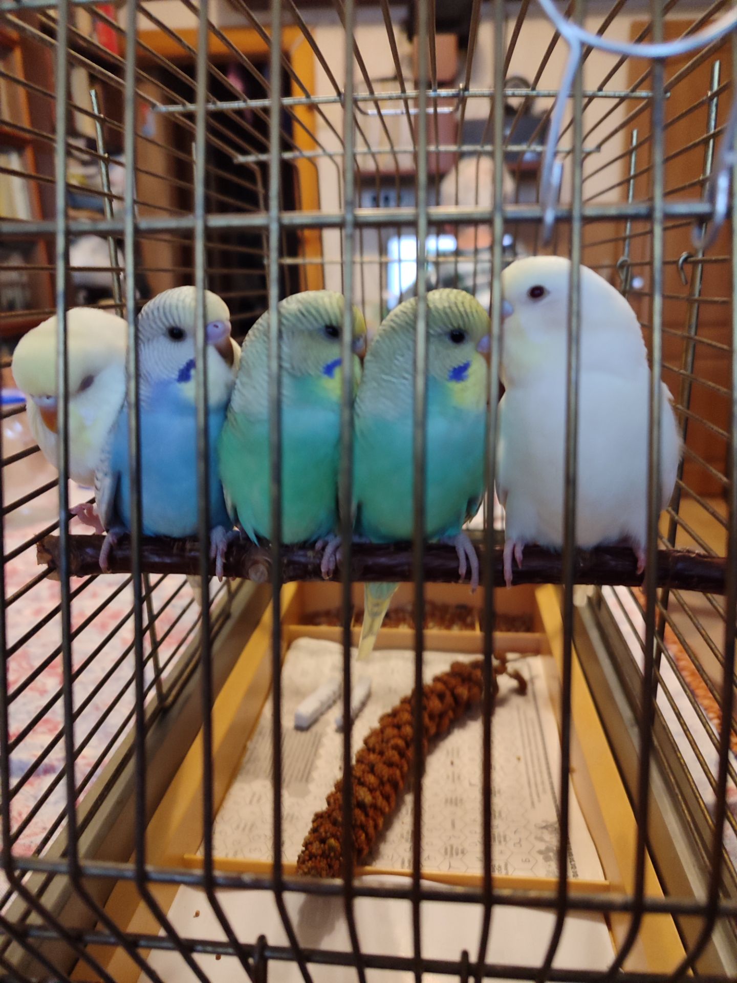 Молодые волнистые попугаи