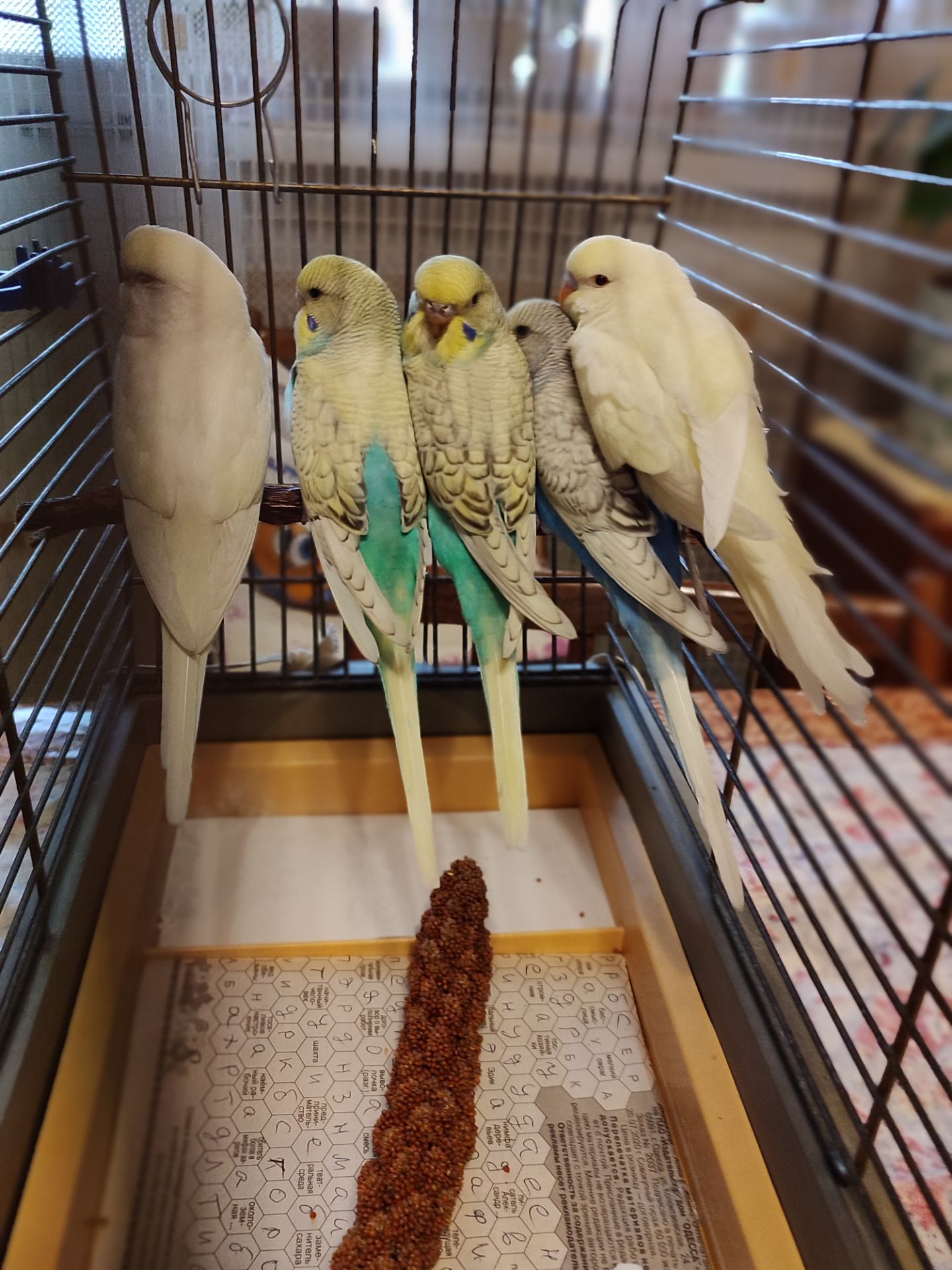 Молодые волнистые попугаи