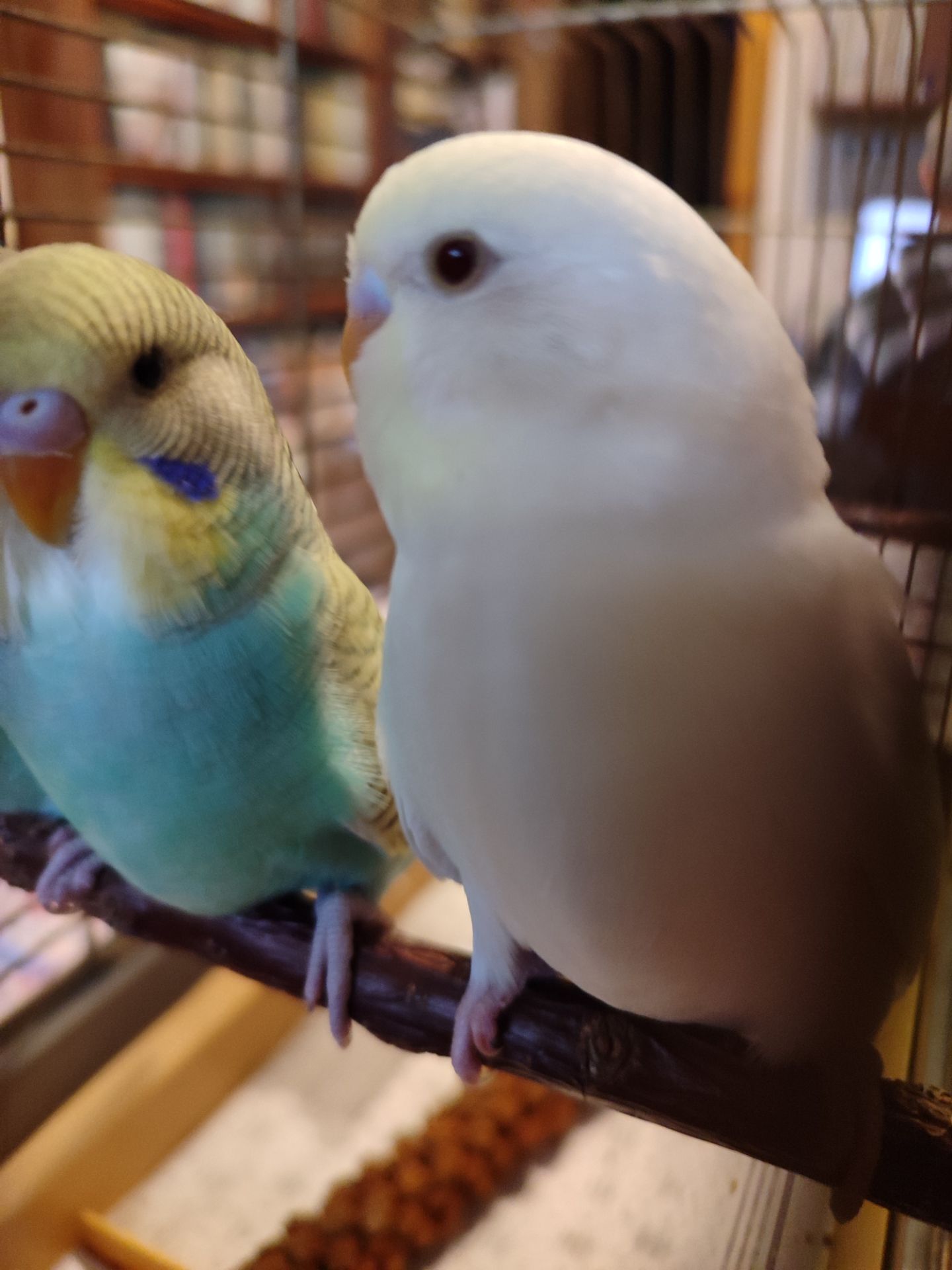 Молодые волнистые попугаи