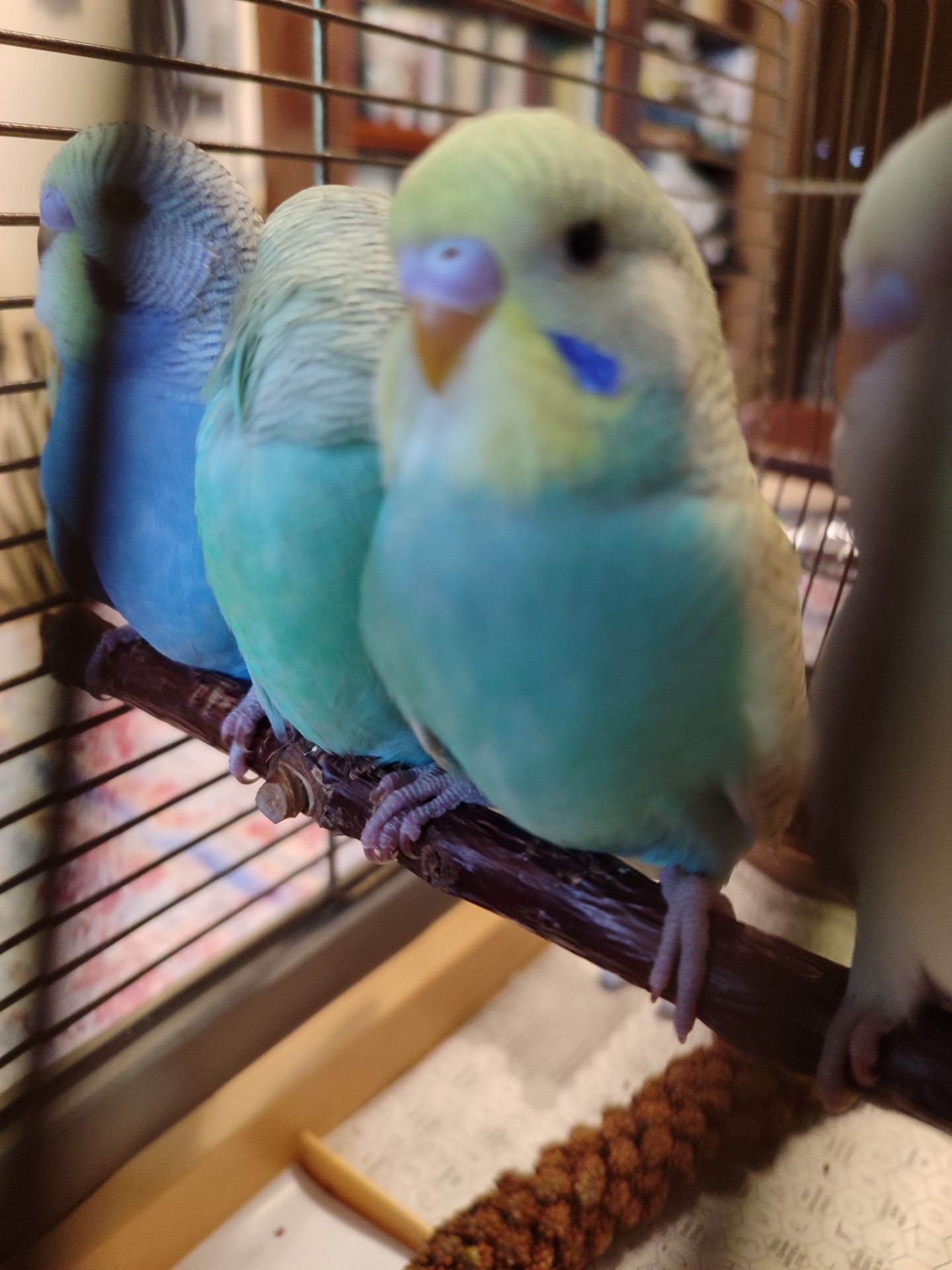 Молодые волнистые попугаи