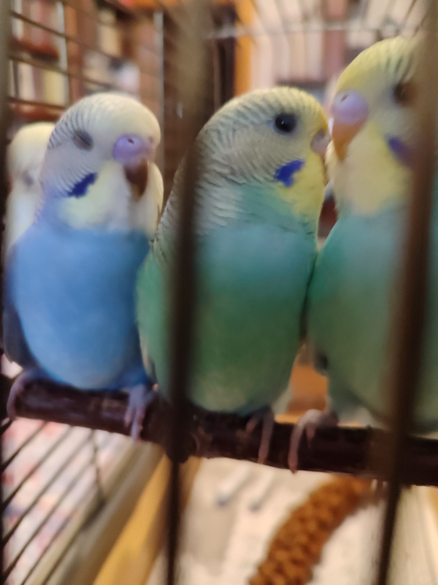 Молодые волнистые попугаи