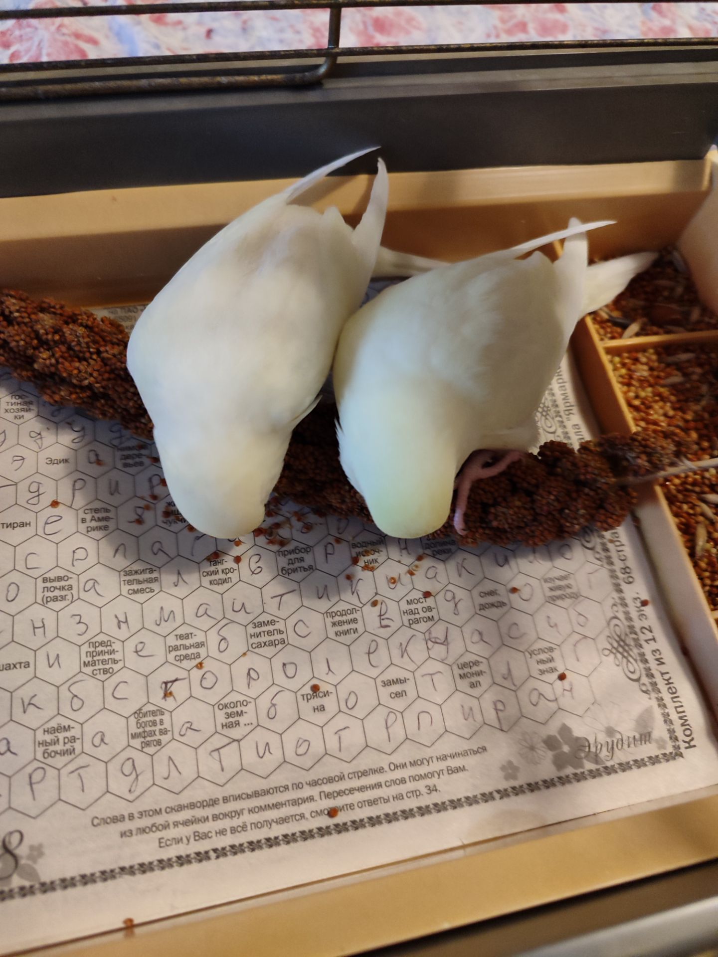 Молодые волнистые попугаи