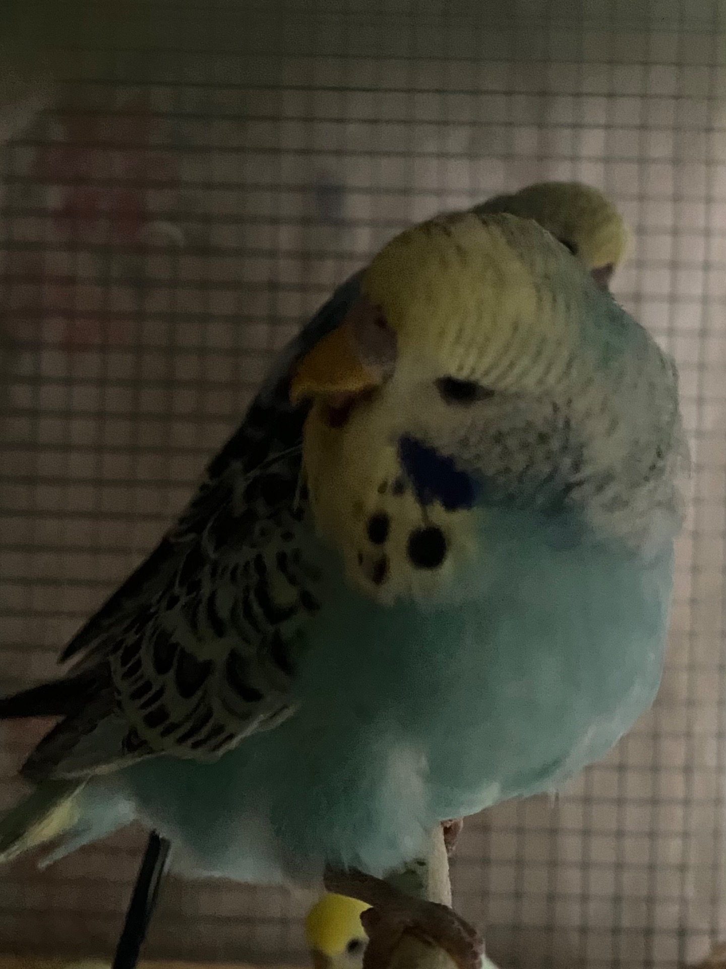 Хвилястий папуга хлопчик