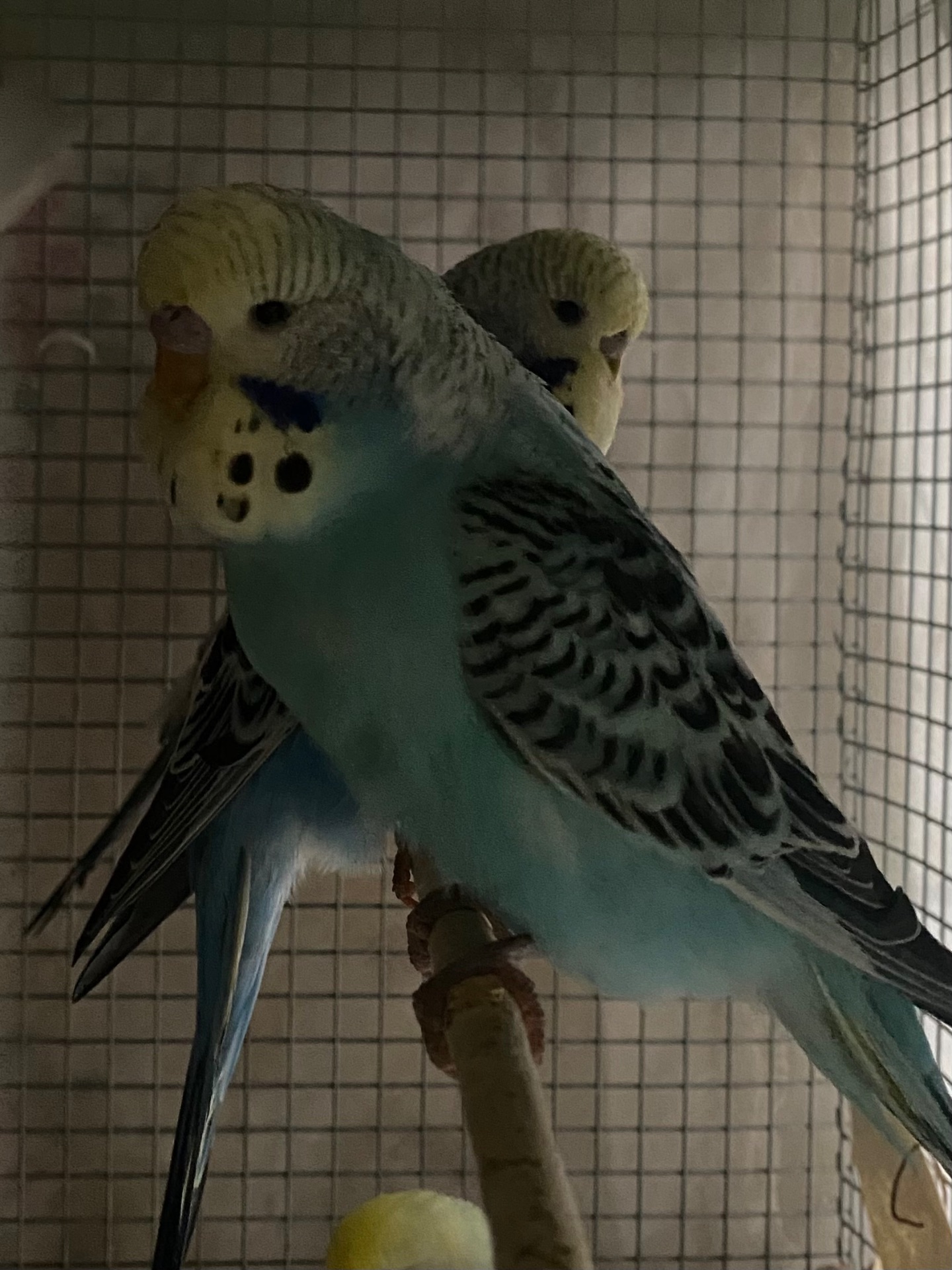 Хвилястий папуга хлопчик