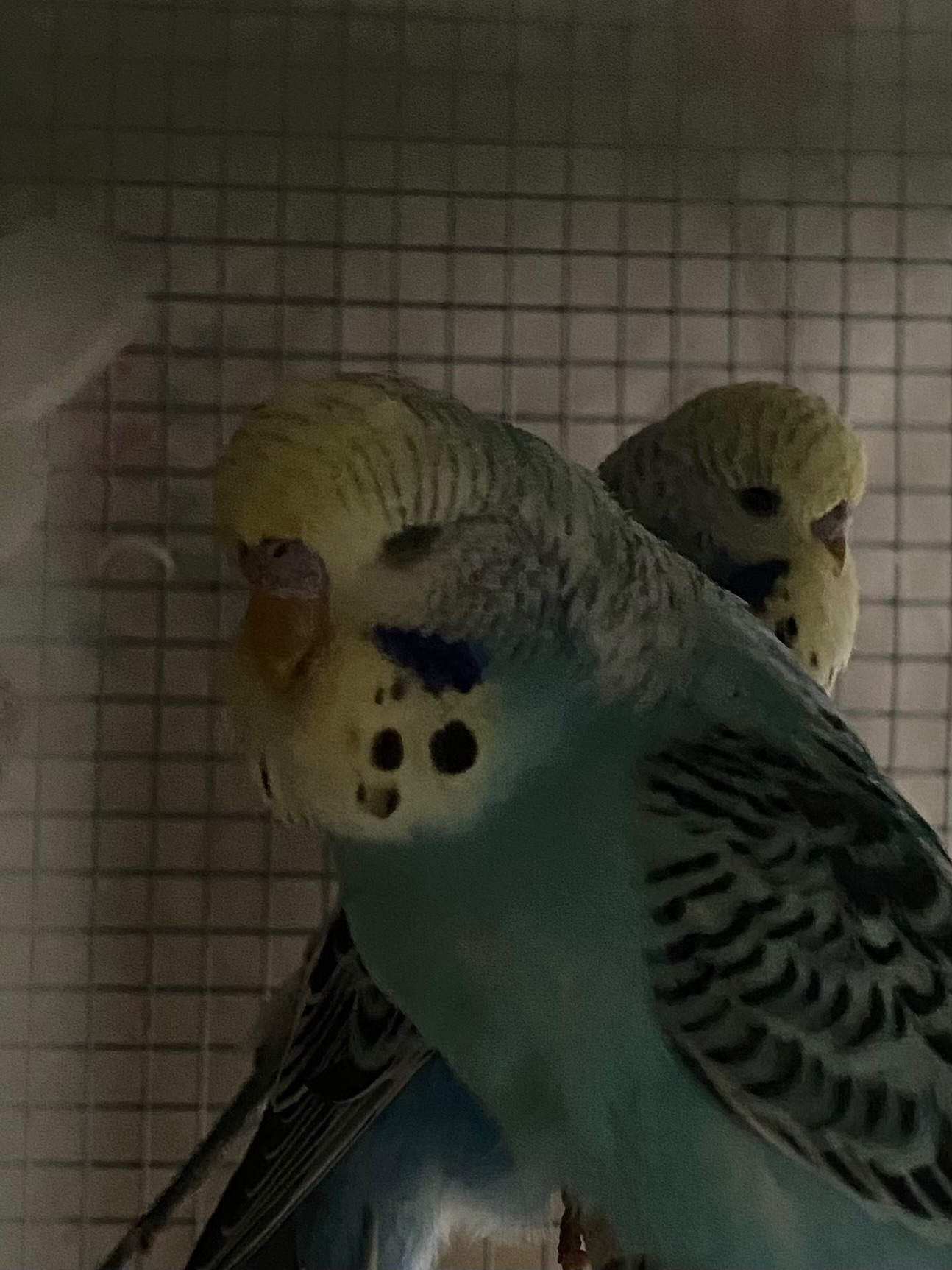 Хвилястий папуга хлопчик