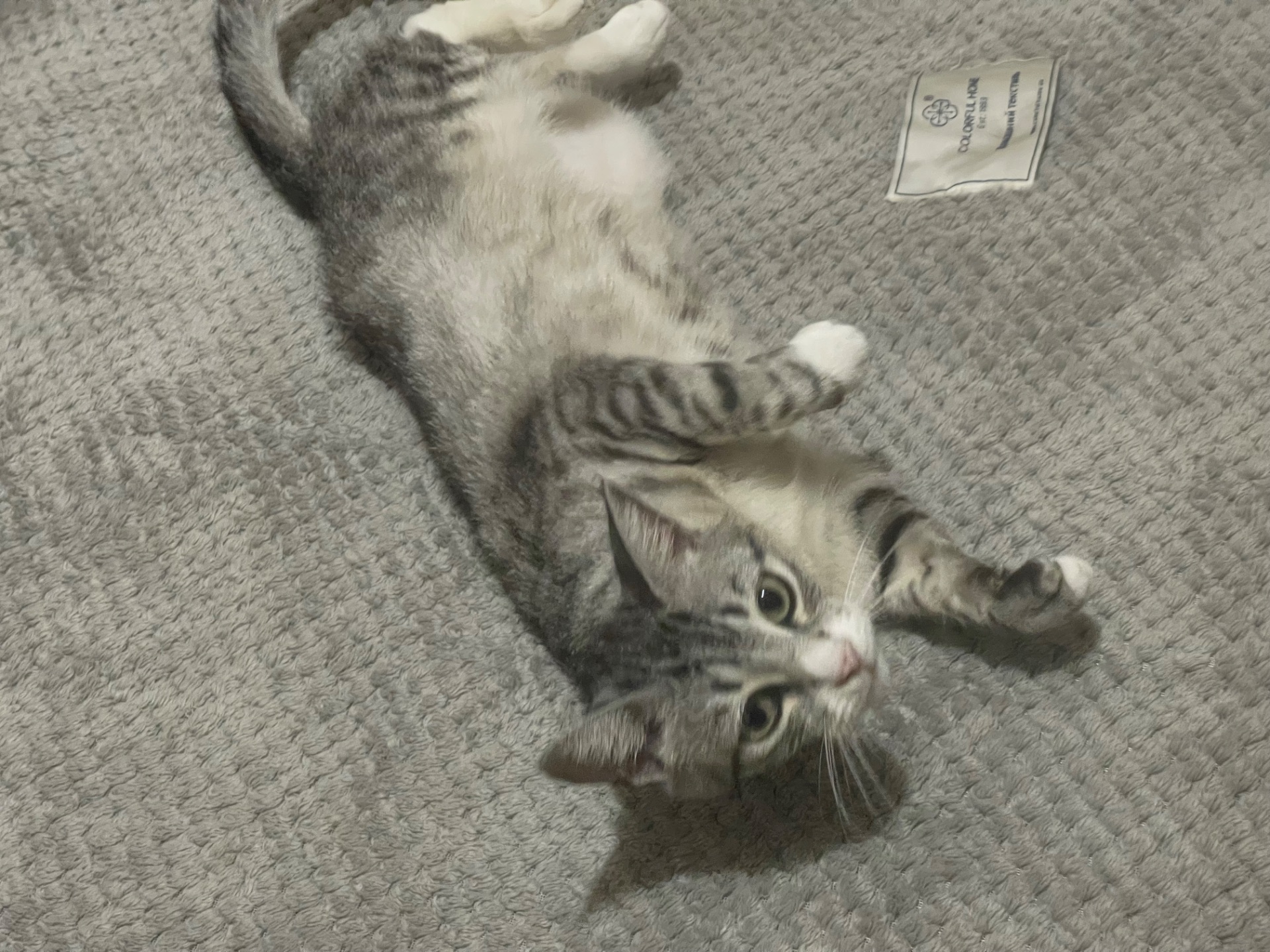 Отдаю ласковую кошку