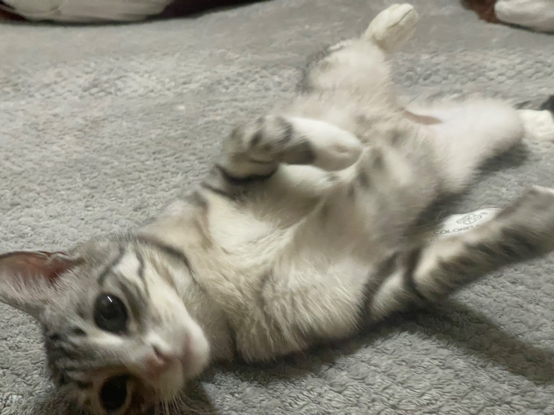 Отдаю ласковую кошку