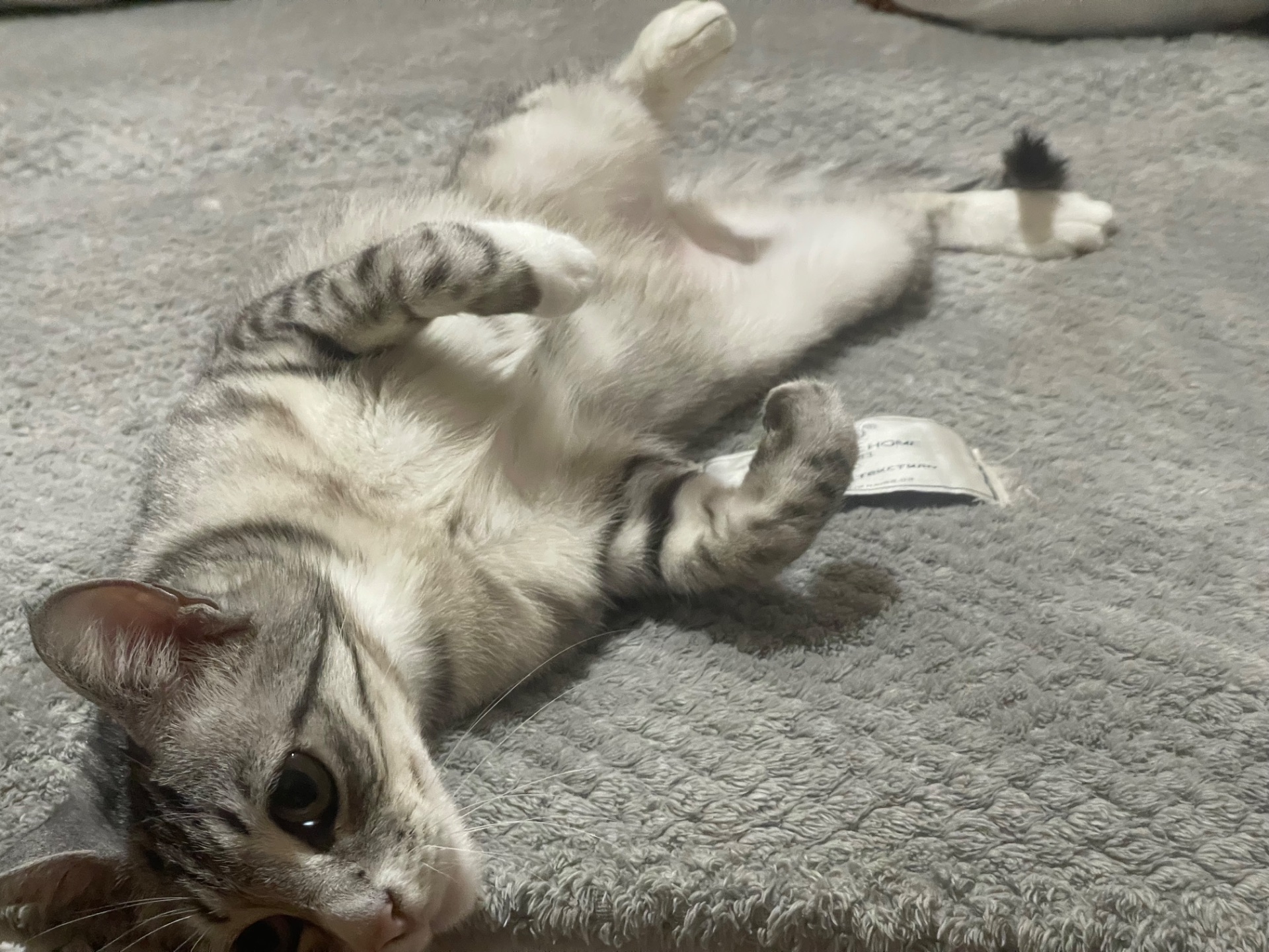 Отдаю ласковую кошку