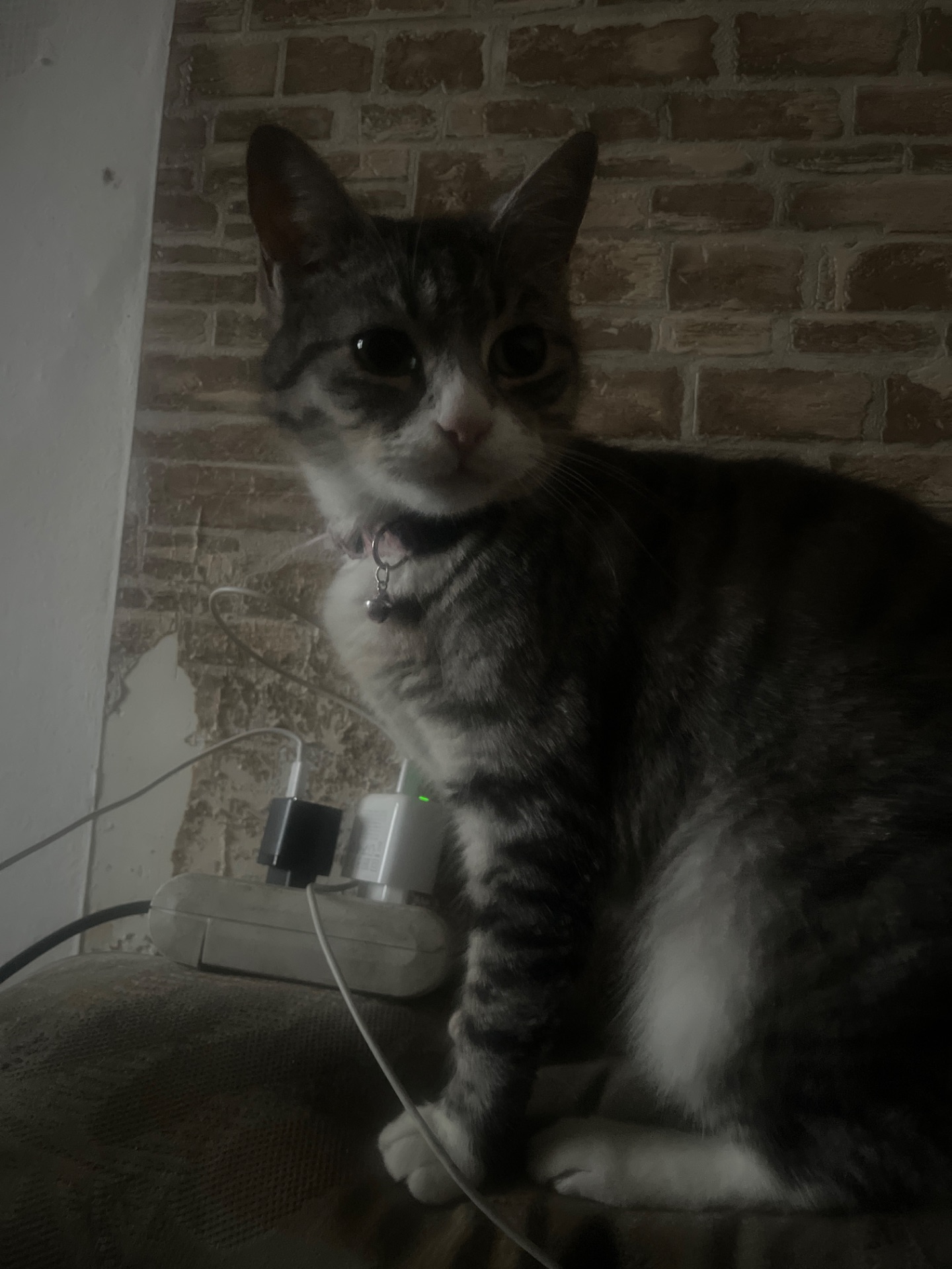 Отдаю ласковую кошку