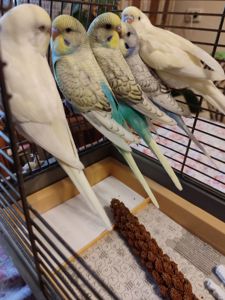 Молодые волнистые попугаи