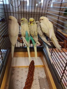 Молодые волнистые попугаи