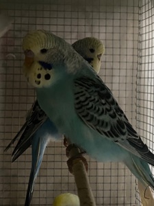 Хвилястий папуга хлопчик