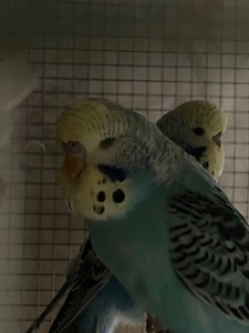 Хвилястий папуга хлопчик